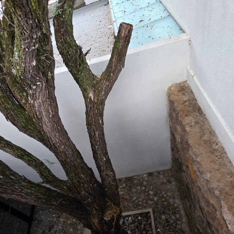 Árbol seco en un patio pequeño