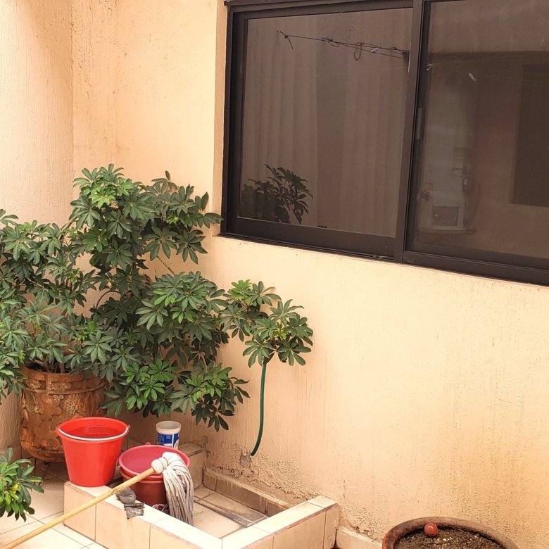 patio pequeño con plantas y ventana en casa con uso comercial en renta en León Guanajuato