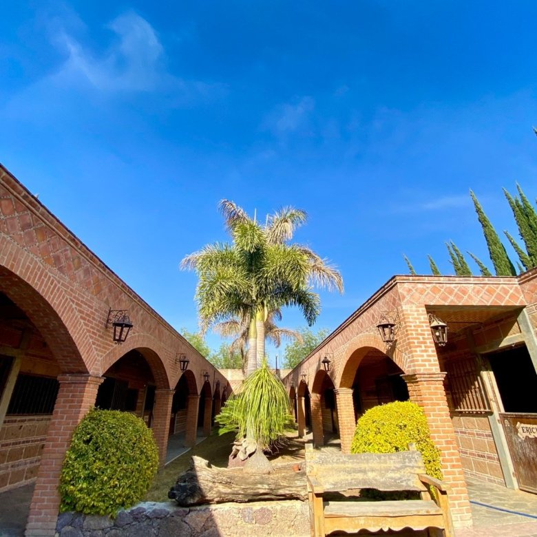 Patio con palmera y arcos estilo hacienda en rancho hípico de lujo en venta en San Francisco del Rincón Guanajuato