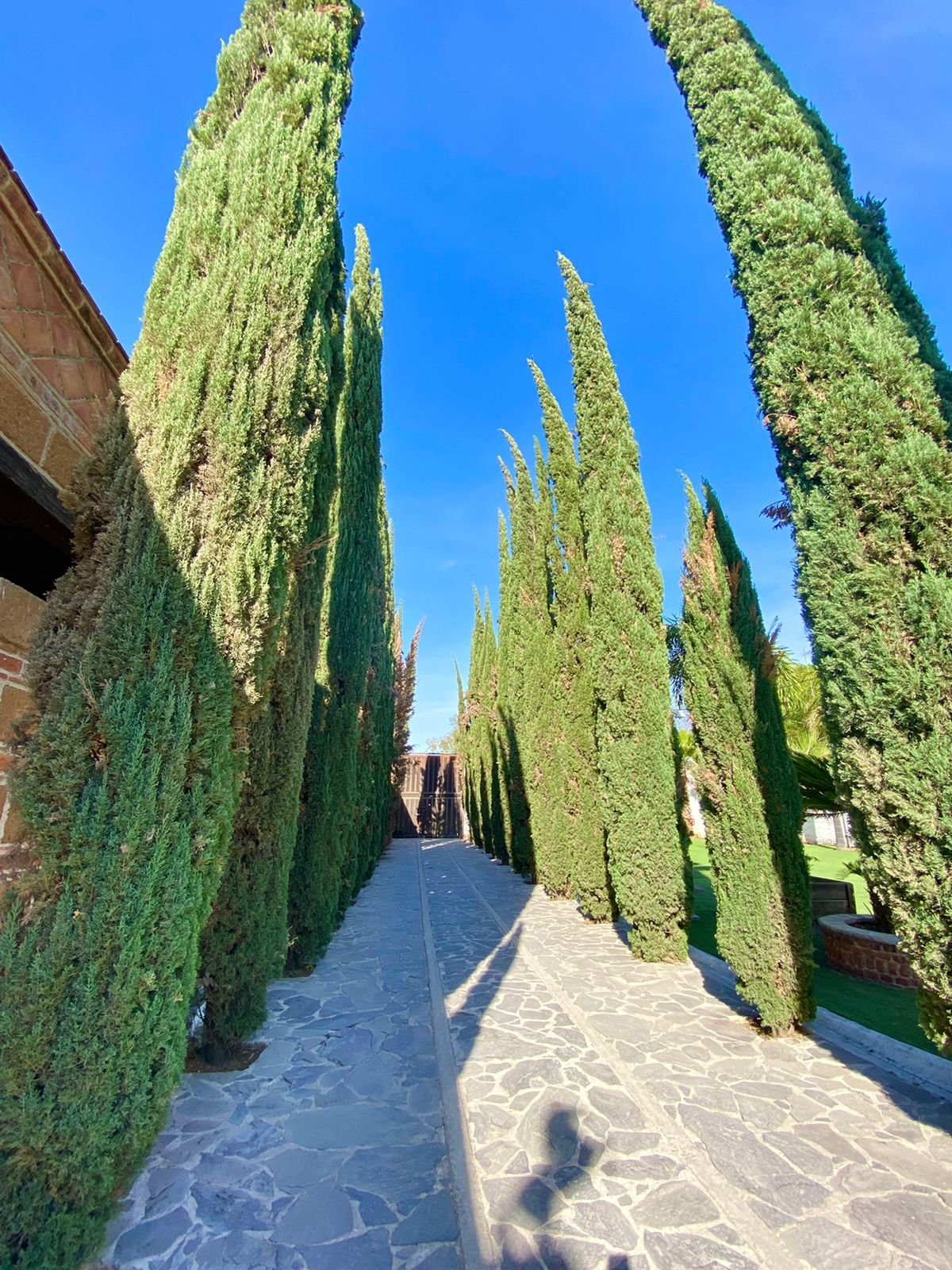 Camino de acceso con cipreses altos en rancho hípico de lujo en venta en San Francisco del Rincón Guanajuato