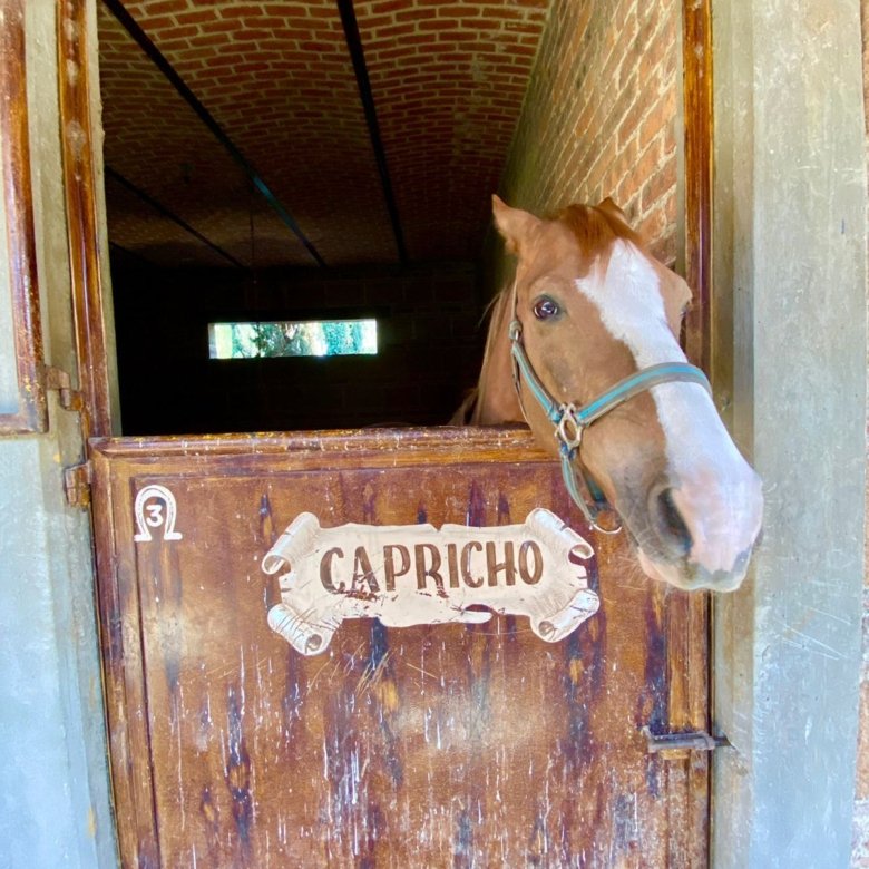 Caballo asomándose en caballeriza de rancho hípico de lujo en venta en San Francisco del Rincón Guanajuato