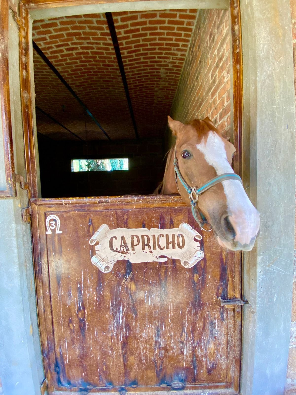 Caballo asomándose en caballeriza de rancho hípico de lujo en venta en San Francisco del Rincón Guanajuato