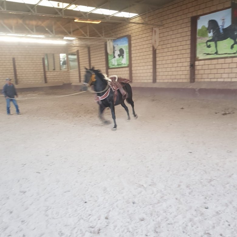 Caballo corriendo en establo de rancho hípico en venta en San Francisco del Rincón Guanajuato con instalaciones ecuestres de lujo