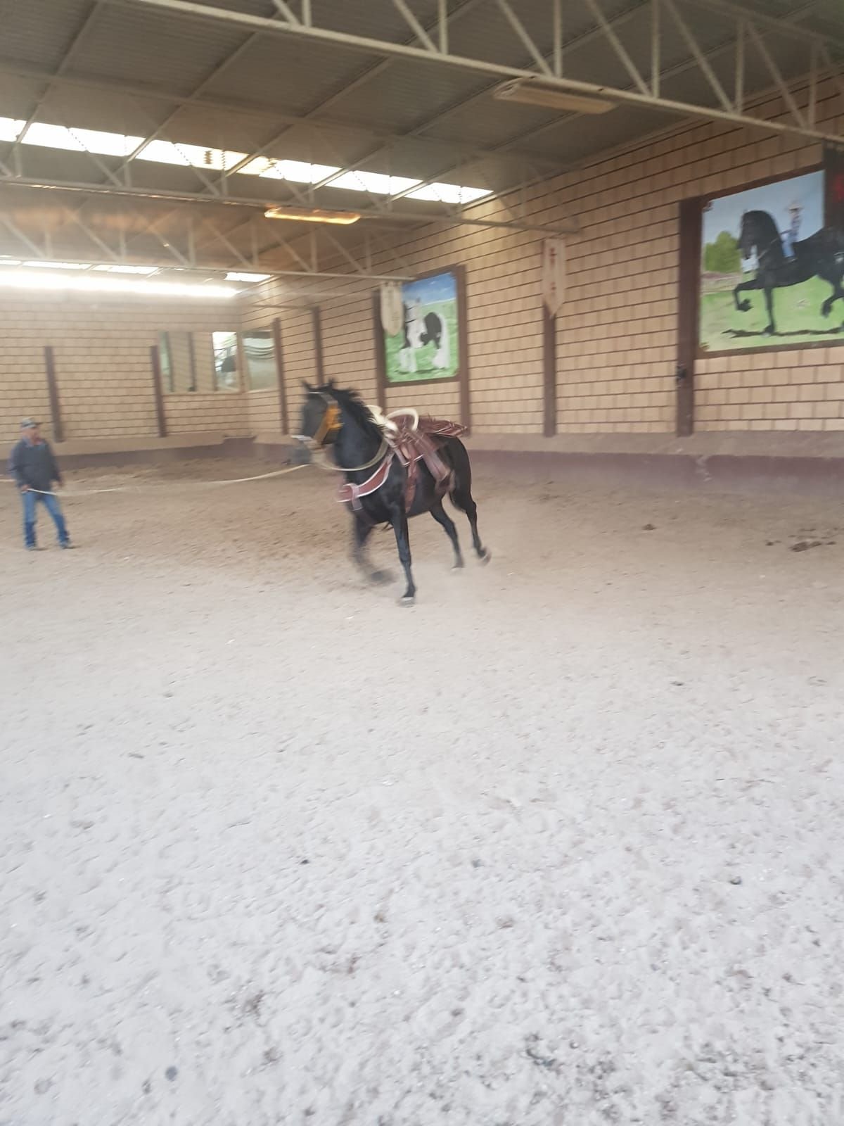 Caballo corriendo en establo de rancho hípico en venta en San Francisco del Rincón Guanajuato con instalaciones ecuestres de lujo